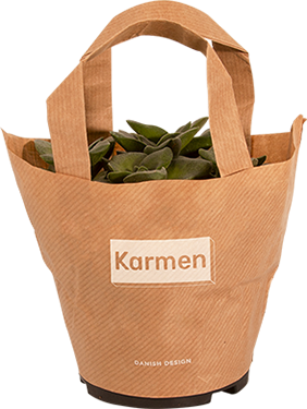 Grøn sukkulent i potte på tilbud hos Karmen